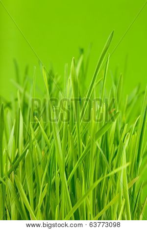 Green grass