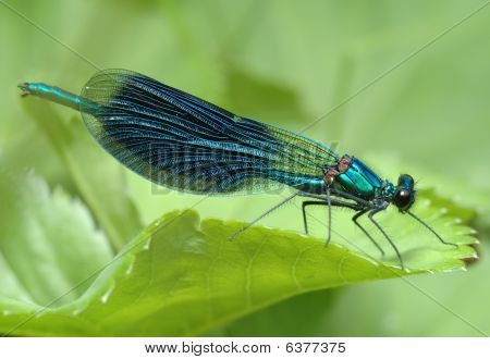 Libellula Calopteryx Splendens