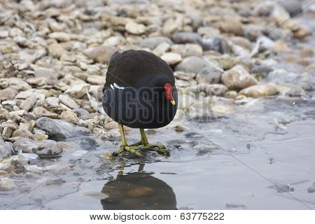 Moorhen
