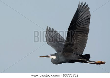 Western Reef Heron With Its Wings Stretched In Flight