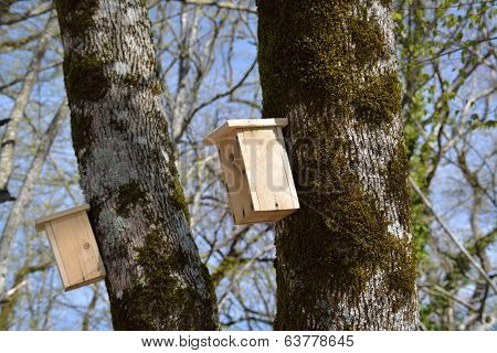 Birdhouses On The Trunks