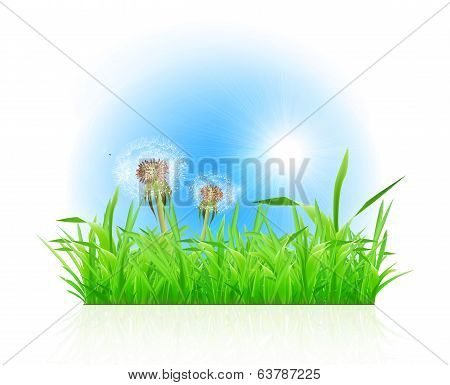 Green grass ith dandelion on white background
