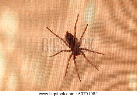 Spider On Inner Tent