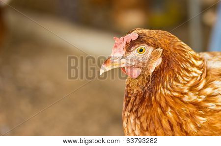 Hen