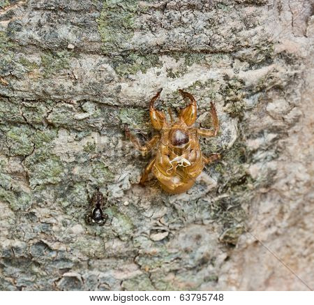 A Cicada Slough