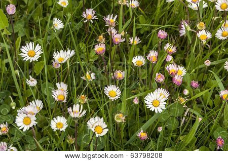 Spring meadow with daisies