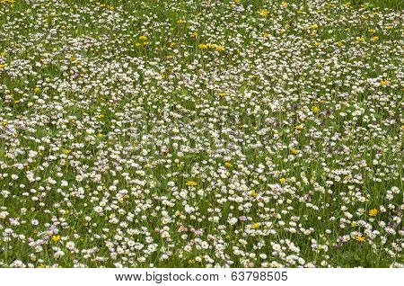 Spring meadow with daisies