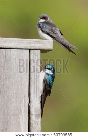 Pair Of Tree Swallows On A Bird House