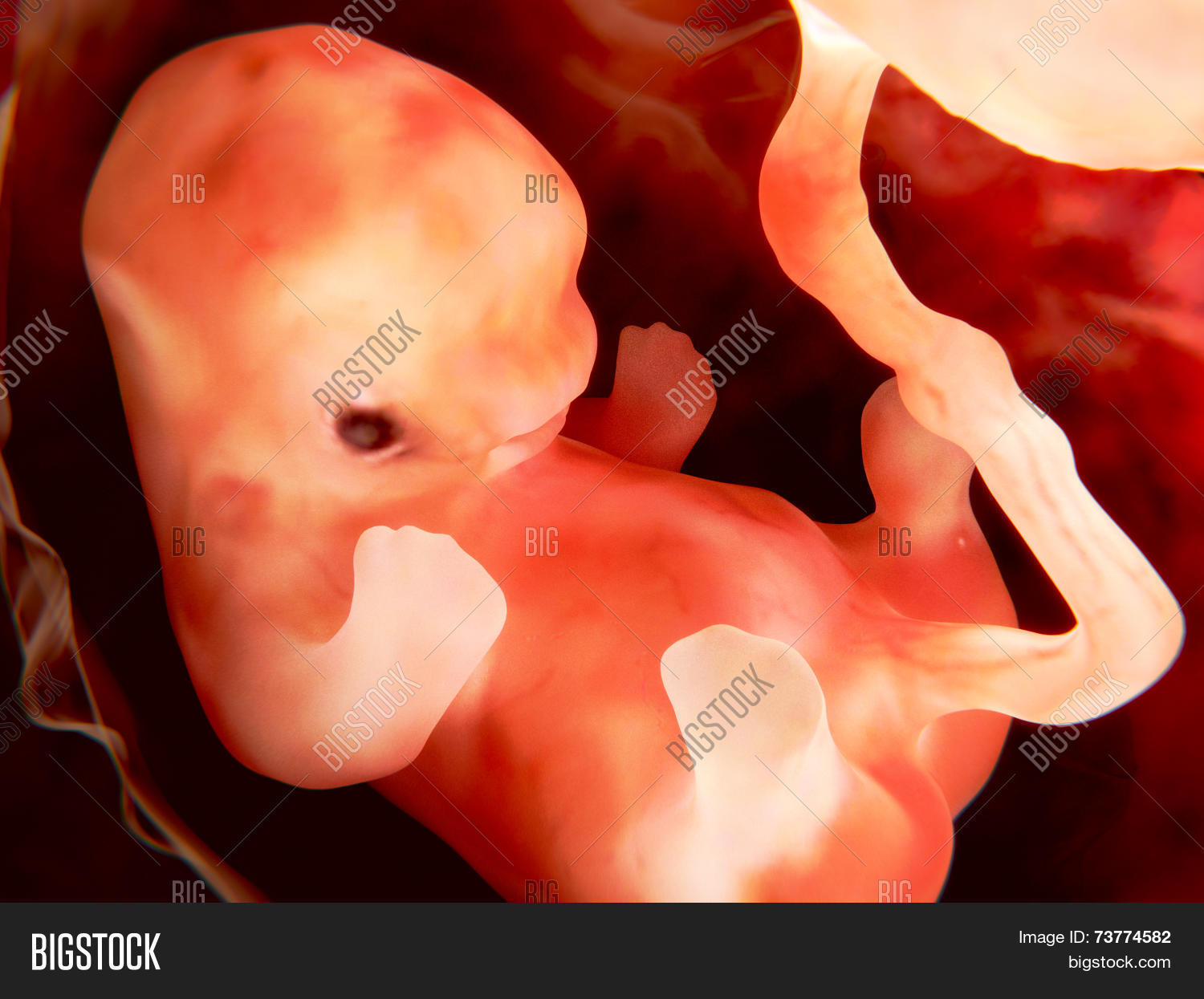 fetus 9 weeks image photo free trial bigstock