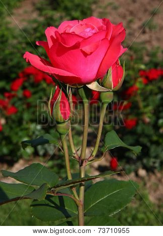 Red Rose