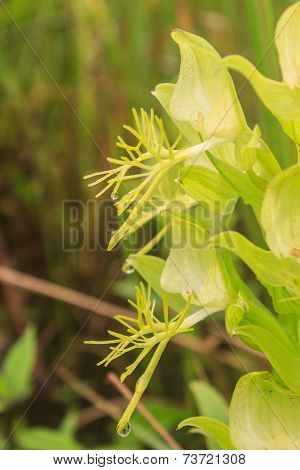 Wild Orchids In Nature