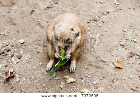 Cachorro de pradaria comer