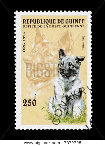 Elkhound