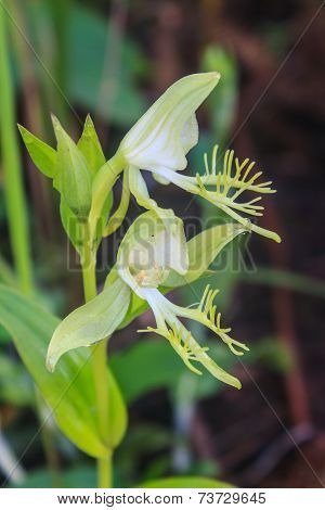 Wild Orchids In Nature