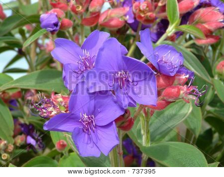 Beauté de fleur