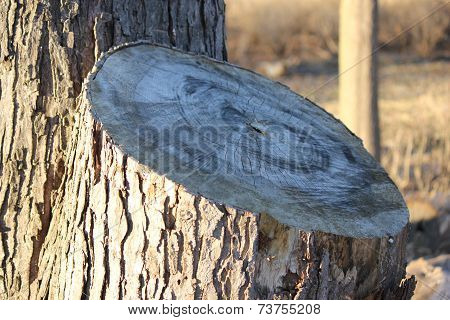 Tree Stump
