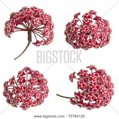 Flower Of Hoya Plant