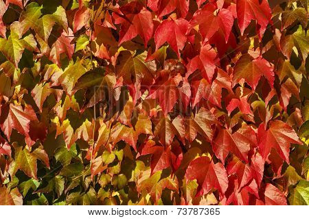 Red Grape Leaves In Autumn