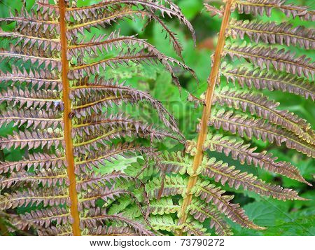 Autumn Ferns