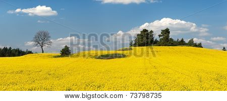 Field Of Rapeseed Plant For Green Energy
