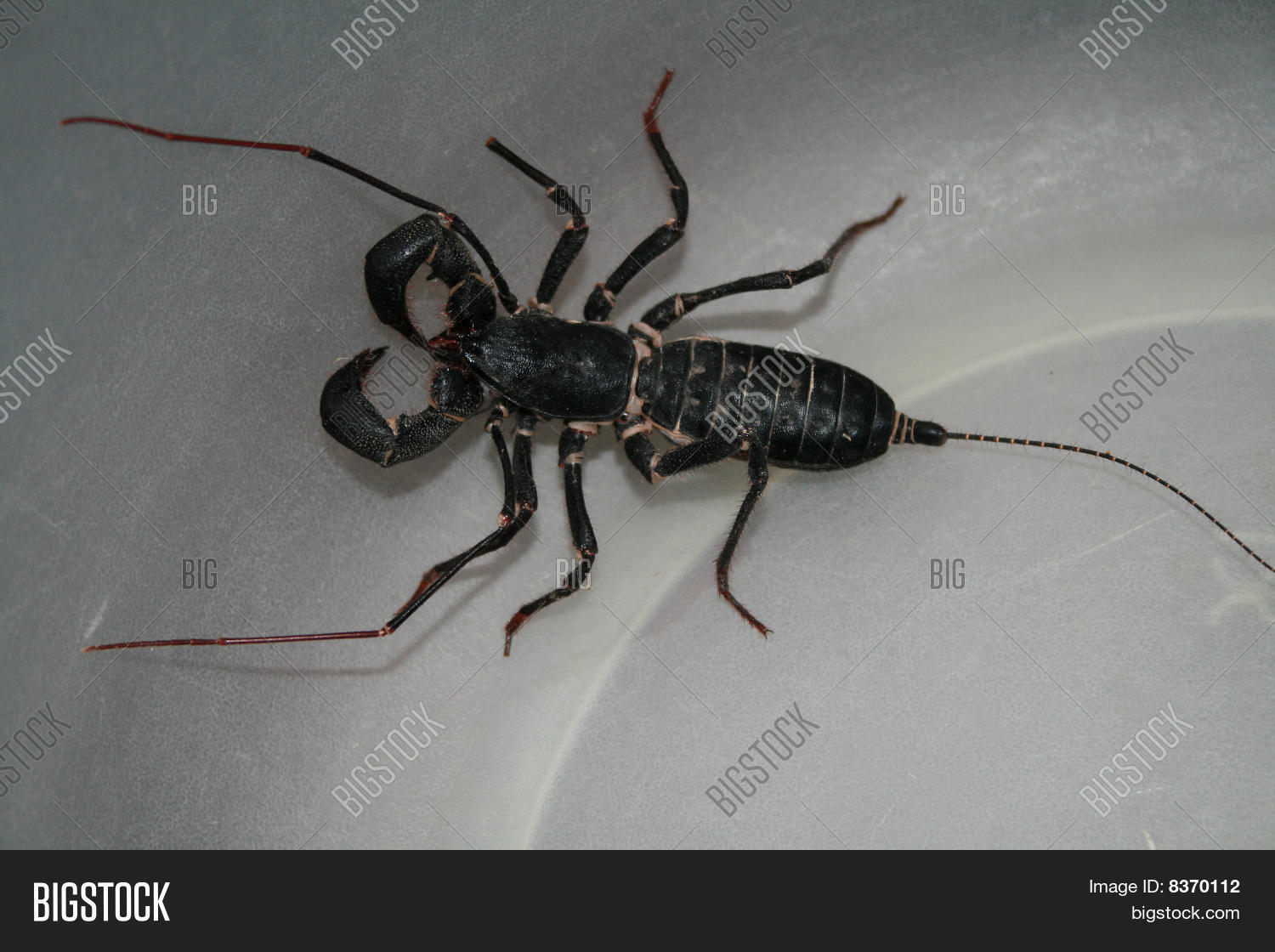 Vinegaroon Close Image & Photo (Free Trial) Bigstock