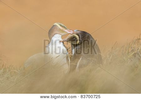 Yellow-eyed Penguins