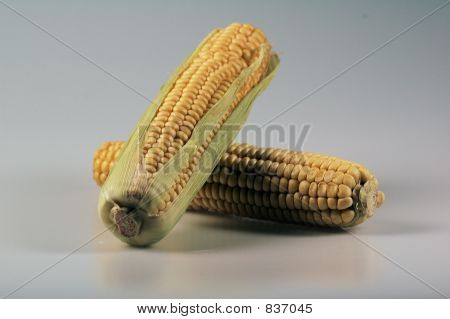 개 암 나무 열매에 옥수수