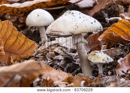 mushrooms in forest soil with oak leaves fall