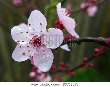 Cherry blossom flower