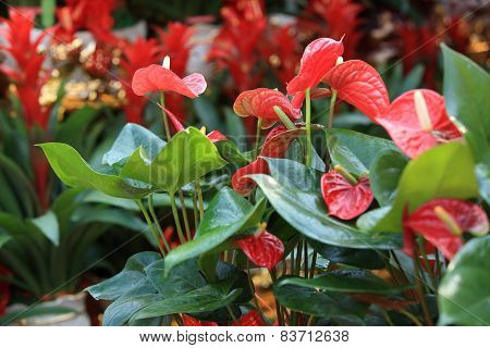 red anthurium flower in botanic garden (anthurium andraeanum, araceae orarum)