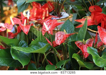 red anthurium flower in botanic garden (anthurium andraeanum, araceae orarum)