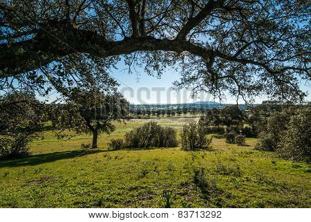 Typical landscape Dehesa in Extremadura, with oaks