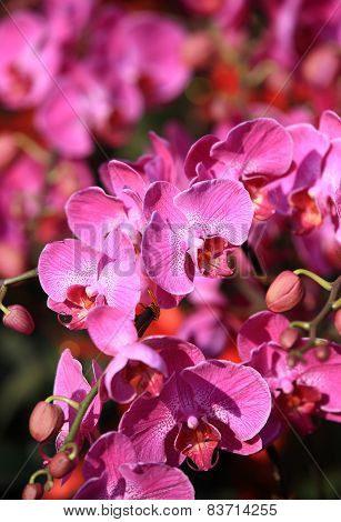 pink moth flowers