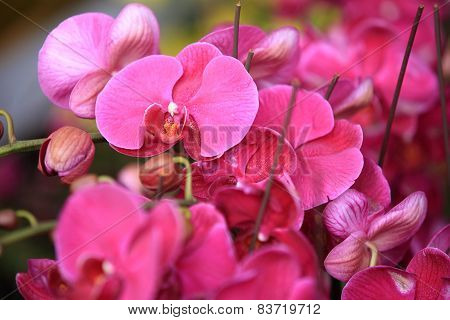moth orchid