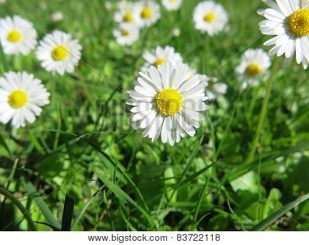 Daisy flowers