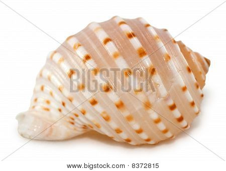 Shell