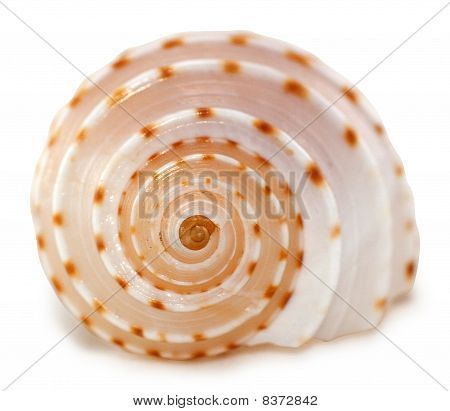 Shell