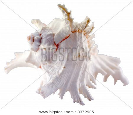 Shell