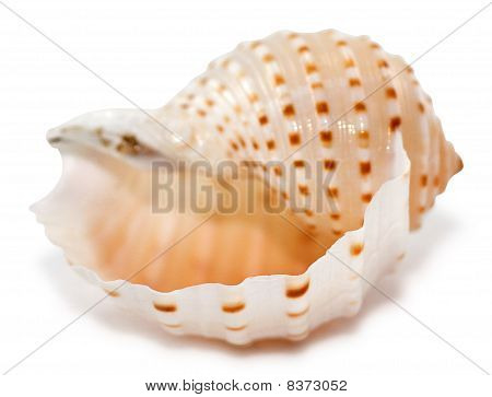Shell