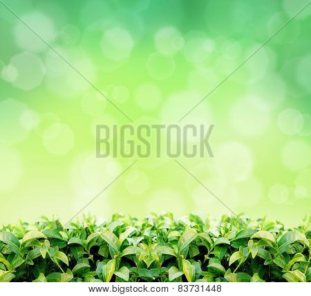 natural green tea leaf in sun green light background