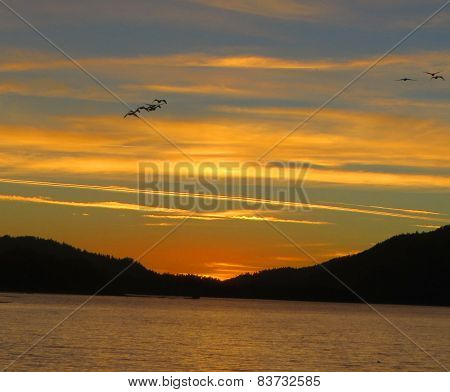 Silhoutted Pelicans Big Bear Lake Sunset