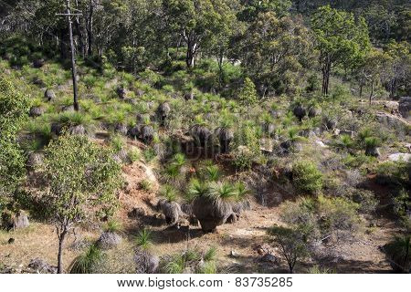 Spectacular forest landscape in John Forrest National Park