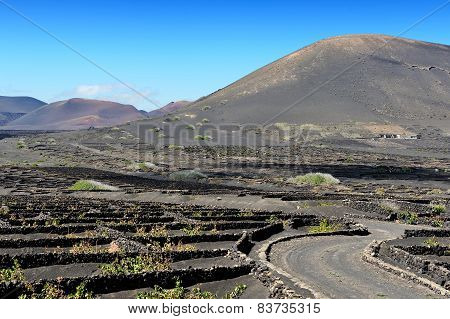 Vineyards At La Geria Valley, Lanzarote Island, Canary Islands, Spain
