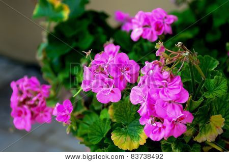 Bright flowers