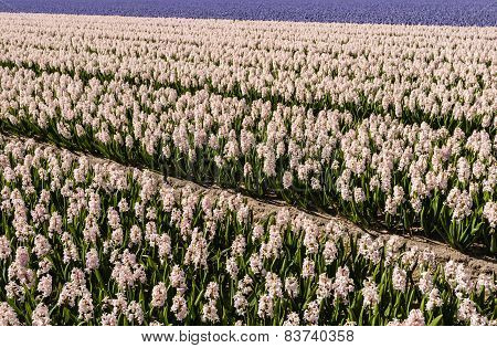 Blooming Hyacinths In The Field Of A Nursery