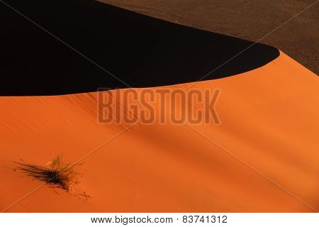Edge Red Sanddune Sossusvlei Vegetation