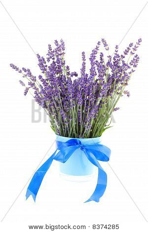 Ramo de lavanda Plucket