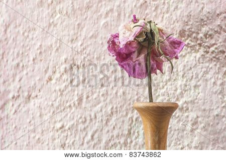 Withered Rose Flower
