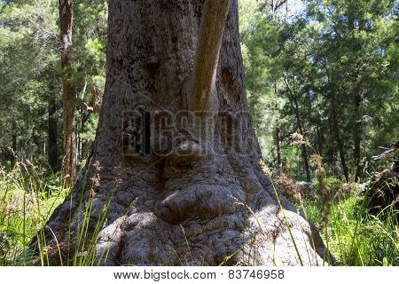 A funny tree face in a Valley of the Ancients