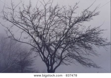 treeinwinterfog